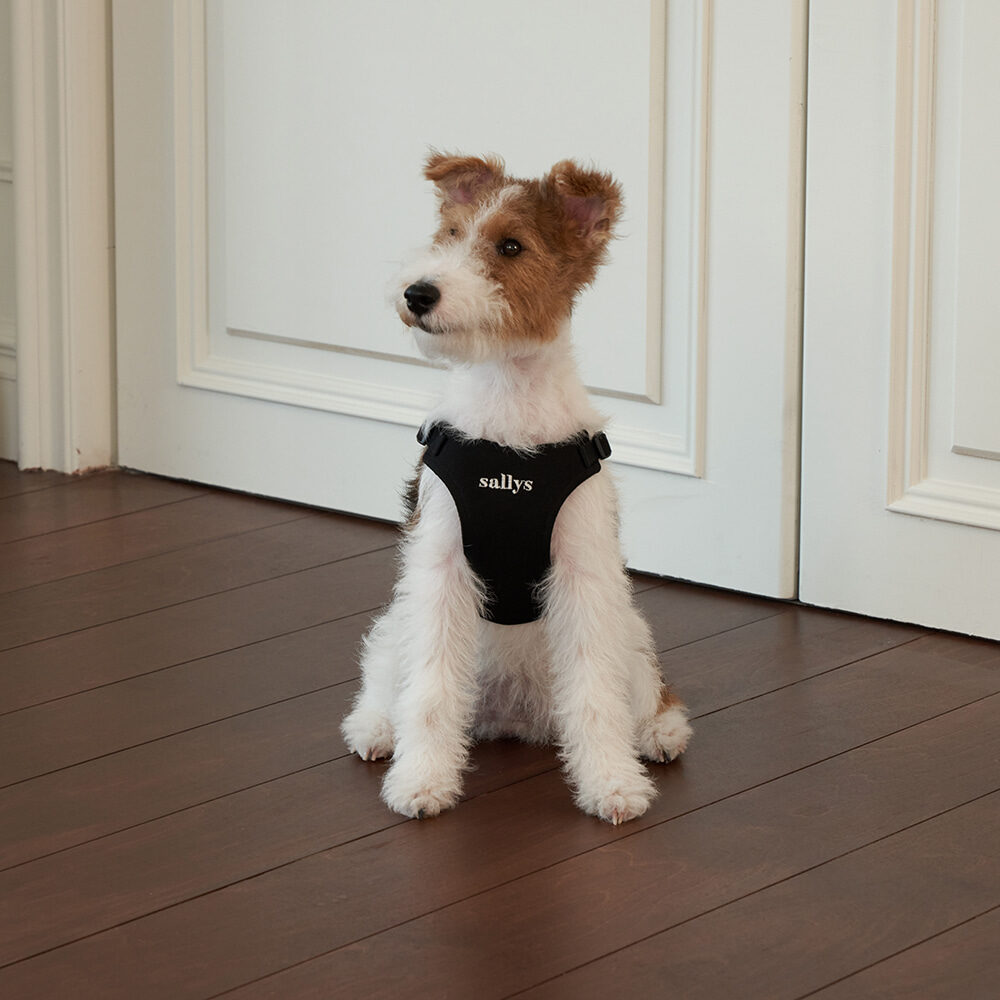 Canvas Classic X type Harness