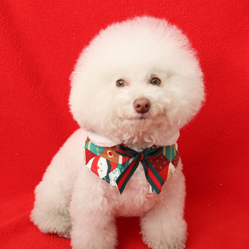 Its dog 我的聖誕圍巾