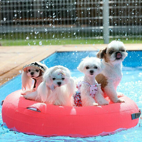 Inside Dog Macaron Tube Cushion